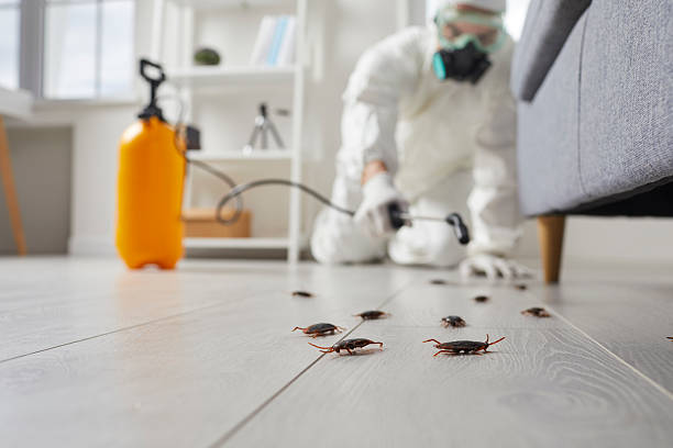 Commercial Rodent Management in Rusk